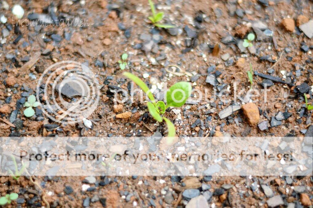 seeds, seed starting, spinach, garden, spring,#garden,#gardening